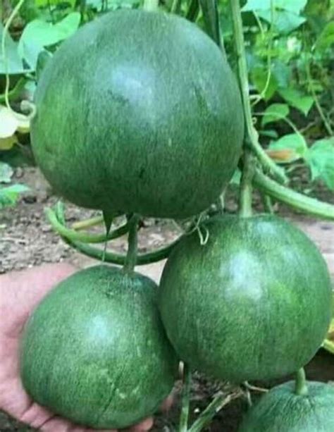 Ruyu Melon Oriental Seed 10 Seeds - Etsy