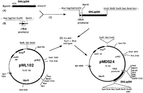 Construction of a plasmid vector for the expression of dihydrolipoamide... | Download Scientific ...