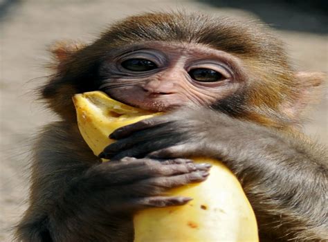 Monkeys banned from eating bananas at Devon zoo | The Independent | The ...