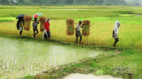 Rural Bangladesh Photograph by Shoeb Faruquee - Fine Art America