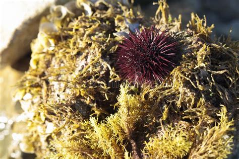 Sea urchin habitat stock photo. Image of rocks, isolated - 77563582