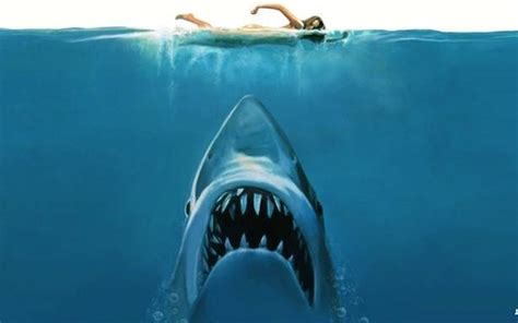 Shark Attack Wallpaper - WallpaperSafari