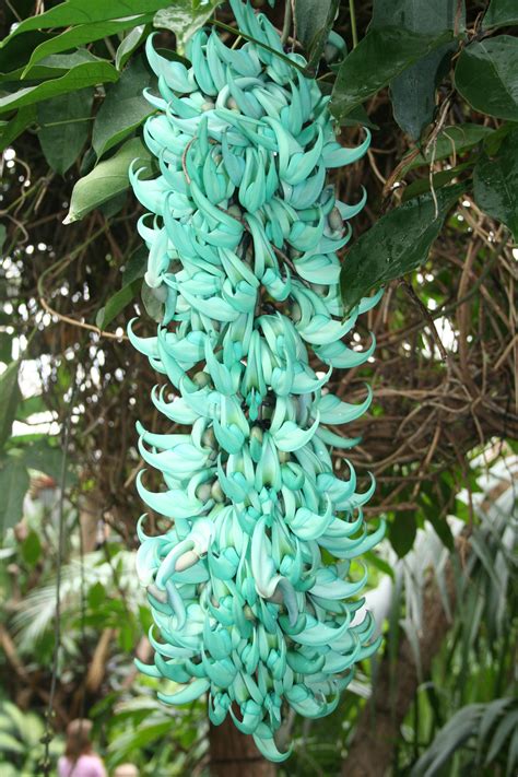 Philippines jade vine - The Living Rainforest