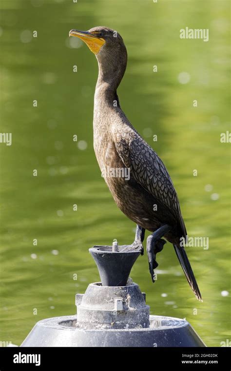 Double Crested Cormorant Juvenile