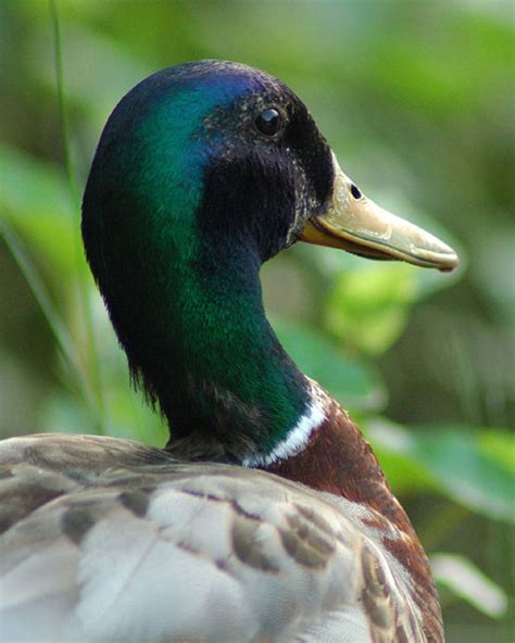 Mallard - Anas platyrhynchos - NatureWorks