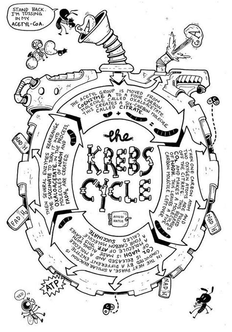 Krebs cycle - MEDizzy