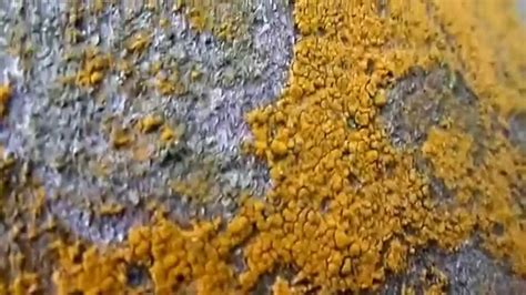 The Common Yellow Mustard Alga (Trentepohlia aurea ) - YouTube