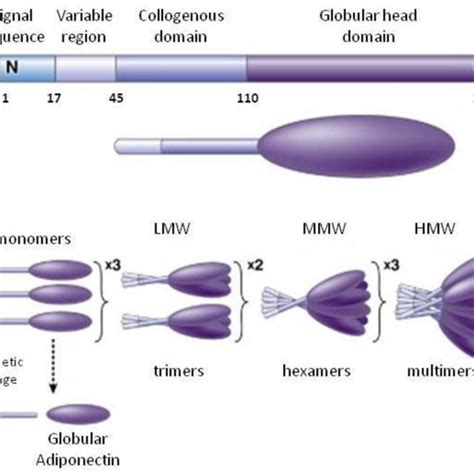 6): Schematic structure of adiponectin (56) . | Download Scientific Diagram