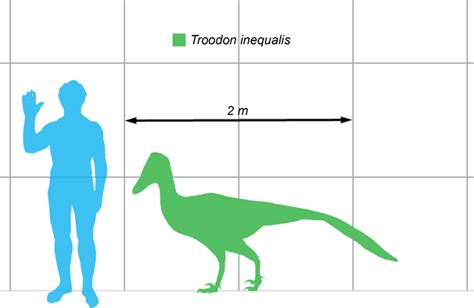 Troodon Facts, Habitat, Images, Adaptation and Behavior