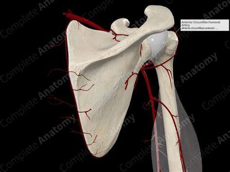 Anterior Circumflex Humeral Artery | Complete Anatomy