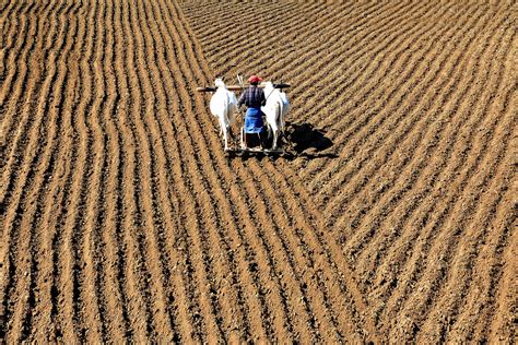 In Myanmar, cows are used in agriculture sector. In rural areas, farmers plough lands with the ...