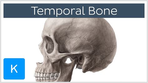 Temporal Bone Anatomy - Anatomical Charts & Posters