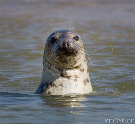 Little Green Men Photography: Blakeney Seals