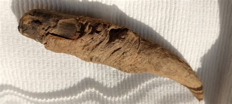 Could this be a dinosaur claw? - Fossil ID - The Fossil Forum