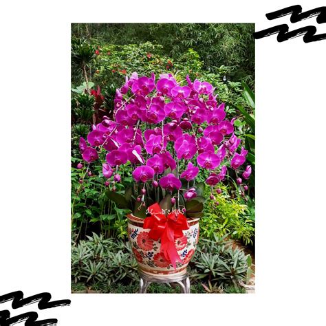 Bunga Anggrek Bulan dewasa bulan isi 15 pohon Ungu Pot Keramik - De Orchids