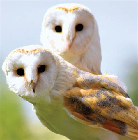 Build Backyard Habitat for Barn Owls - MOTHER EARTH NEWS | Scribd