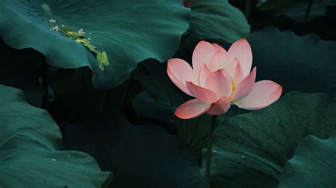 Lotus Bloom Leaves Pink 4K HD Flowers Wallpapers | HD Wallpapers | ID ...