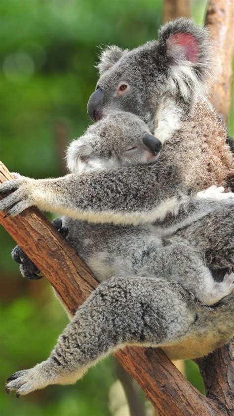 Koala Bear Holds Onto Sleeping Baby | Fauna | Pinterest | Sleep, Wombat ...