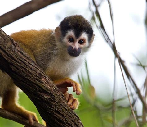 Why Manuel Antonio National Park Should Be on Your Costa Rica Travel List – Enchanting Costa Rica