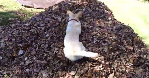 Adorable dog has immeasurable amount of fun in a leaf pile | For The Win