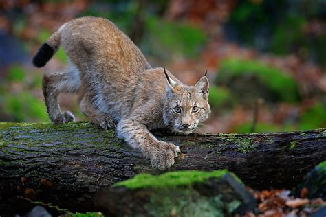 The Three Wild Cats Found In Europe - WorldAtlas