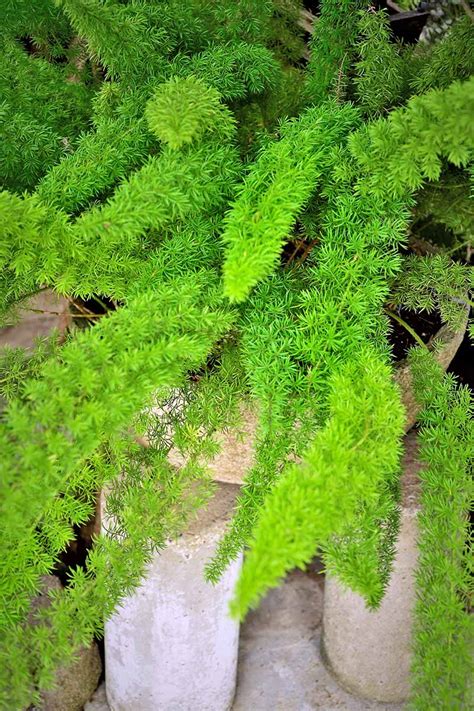 Learn How to Grow Asparagus Fern | Gardener's Path