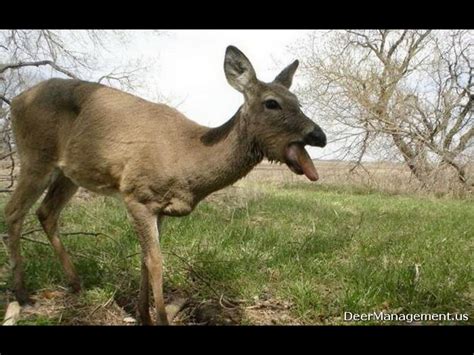 ODNR- Second Case of (CWD) Chronic Wasting Disease "Zombie Deer Disease" Found in Ohio - Scioto Post