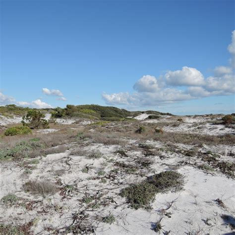 Topsail Hill Preserve State Park - The Flying Mantis