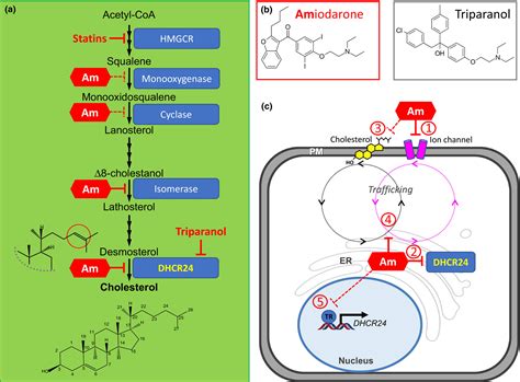 Cholesterol and desmosterol dancing to the beat of a different drug - Brown - 2018 - Journal of ...