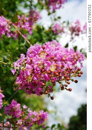 Salmonberry flowers in full bloom - Stock Photo [67790352] - PIXTA