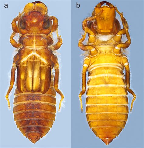 Gomphidae Larvae