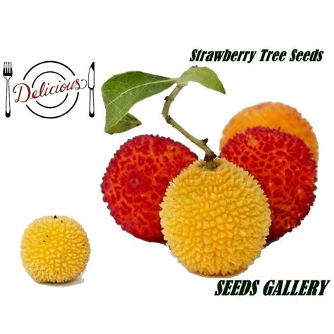 Strawberry Tree Seeds (Arbutus Unedo) - Price €1.65