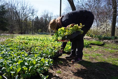 PHS kick offs this year’s City Harvest Initiative in Philly - WHYY