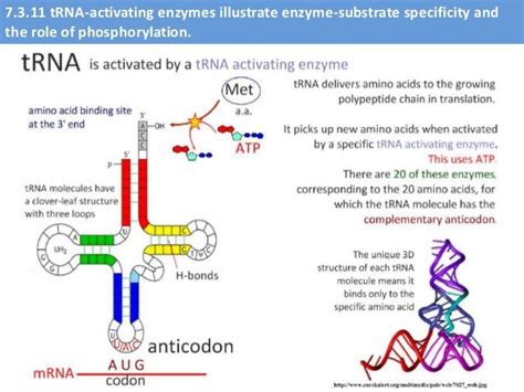 IB Biology 7.2-7.3 Slides: AHL Transcription & Translation