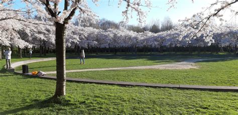 Cherry Blossom Park in Amsterdam (Amsterdamse Bos) - Blog