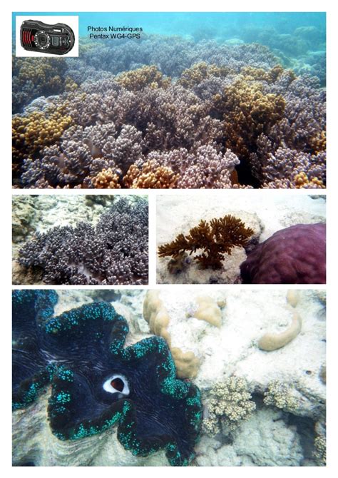 Snorkeling in Green Island | Snorkeling the Great Barrier Reef, Australia