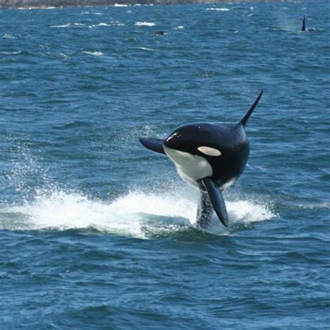 Victoria Whale Watching Package from Seattle | Clipper Vacations