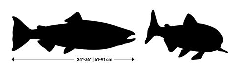 Chinook Salmon Dimensions & Drawings | Dimensions.com