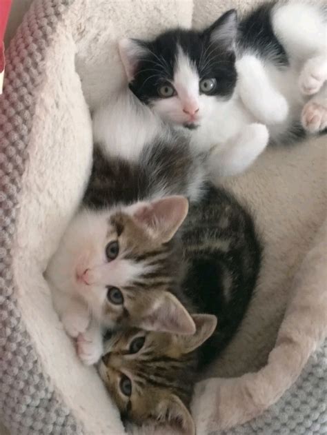 Beautiful 8 week old kittens for sale | in Poole, Dorset | Gumtree