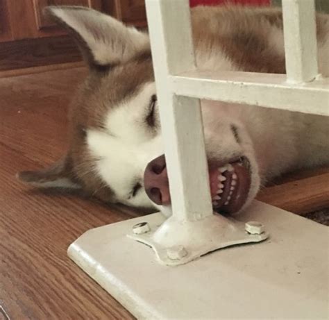 16 Adorable Dog Growl Pictures That Prove Dogs Are Adorable No Matter What