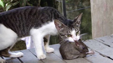 Fight!!! Cat vs Huge Rat - YouTube