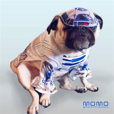 Star Wars Pug Costume GIFS! — Pug Jokes