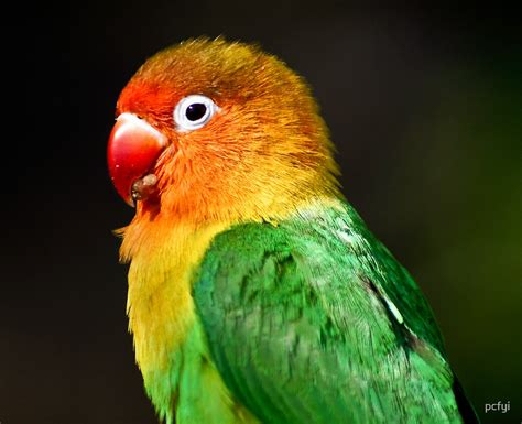 "Rainbow Parrot" by pcfyi | Redbubble