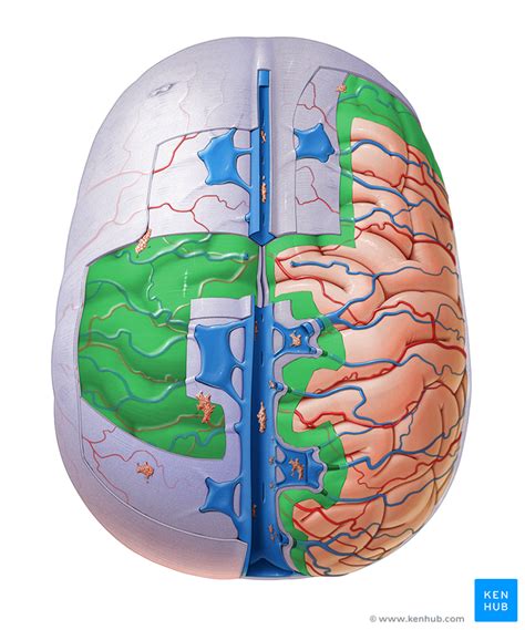 Basal Cisterns Anatomy