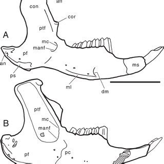 (PDF) On the cranial osteology of the Lagomorpha