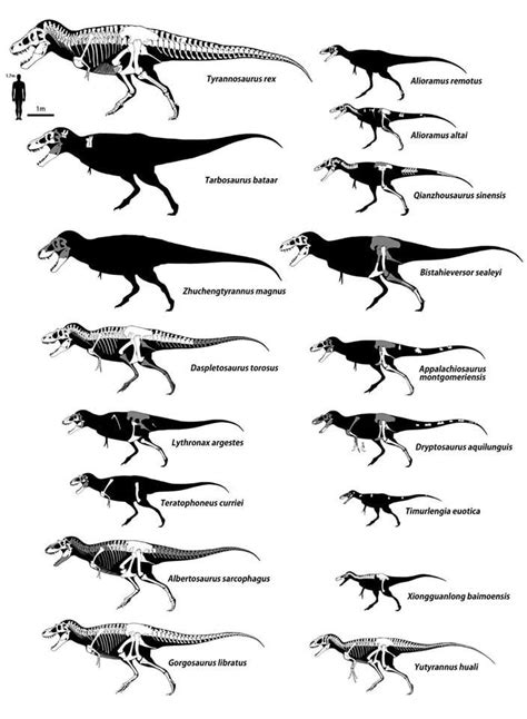 Tyrannosauridae by yamamotoyama555 | Prehistoric animals, Dinosaur ...