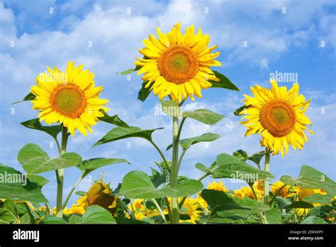 Sunflower field, Switzerland Stock Photo - Alamy