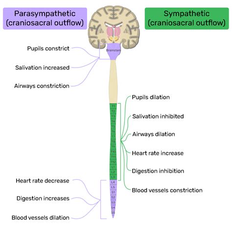 Simple Autonomic Nervous System Diagram