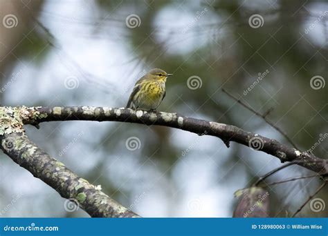 Cape May Warbler Bird, Fall Migration, Georgia, USA Stock Image - Image of north, branch: 128980063