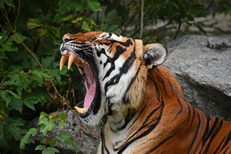 8,100+ Roaring Tiger Stock Photos, Pictures & Royalty-Free Images - iStock